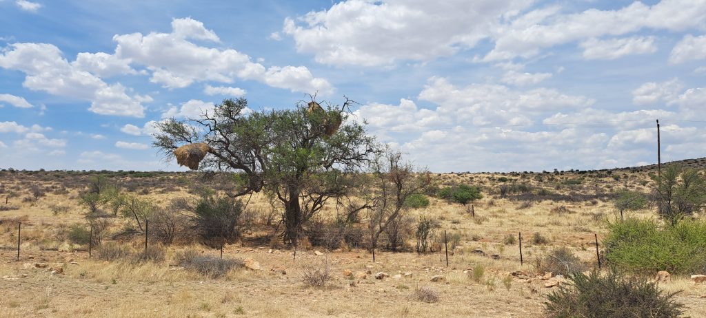 Namibia Webervögel
