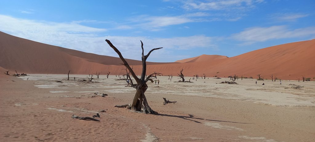 Deadvlei Bäume