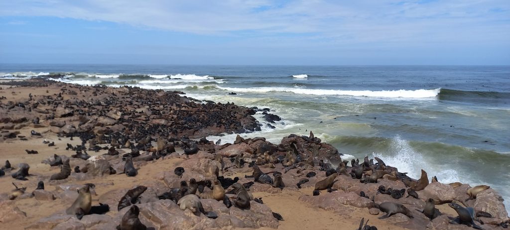 Seelöwen Cape Cross