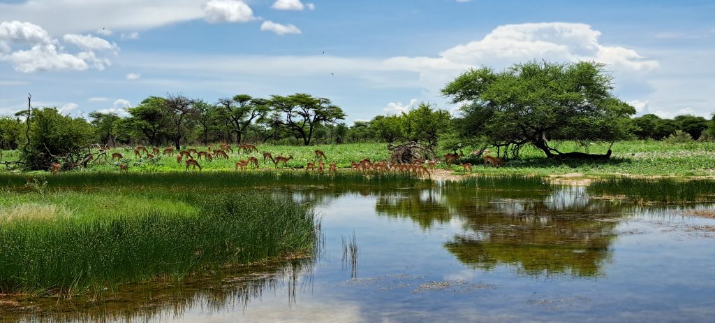Onguma Busch Camp See, Namibia