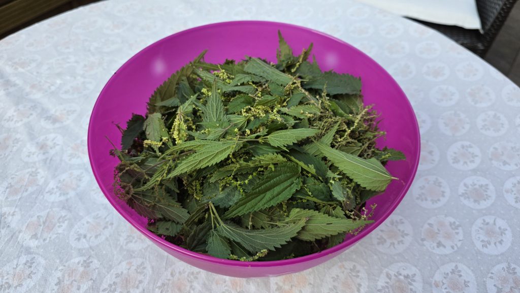 Brennnessel gesammelt