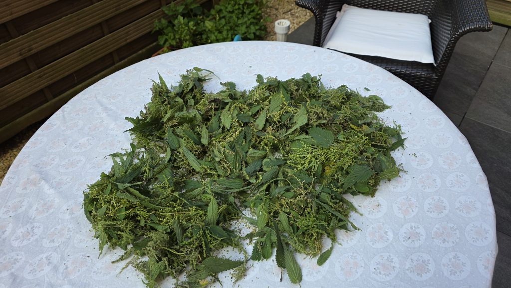 Brennnessel trocknen