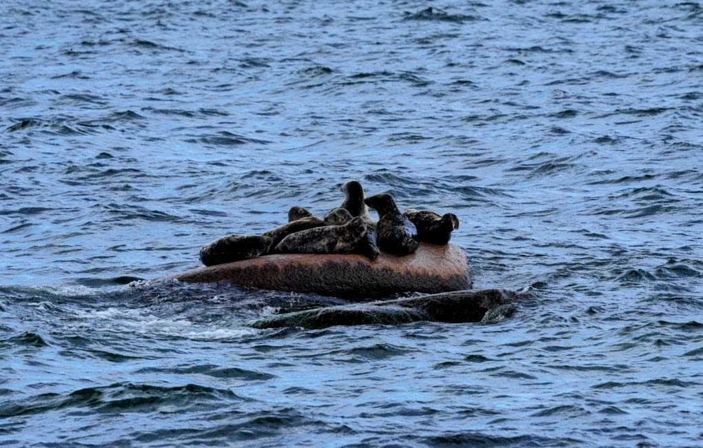 Kegelrobben Oie