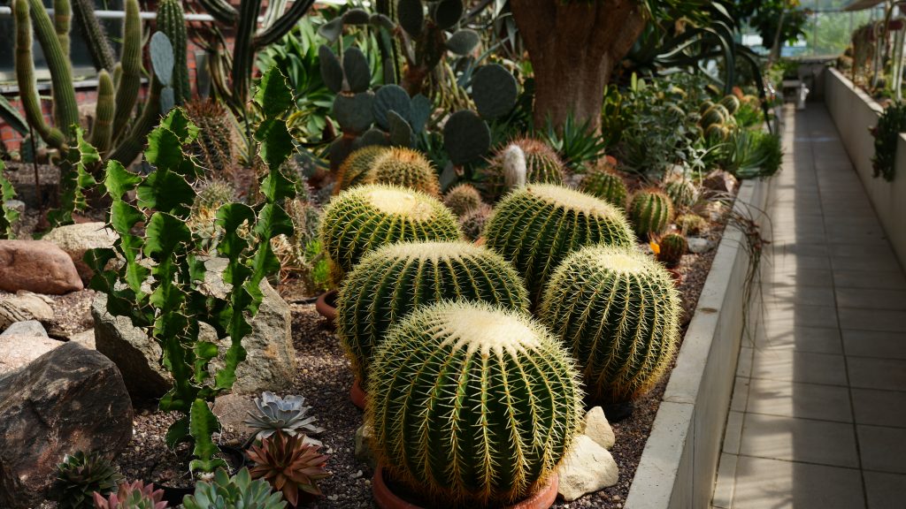 Kakteen Schaugarten