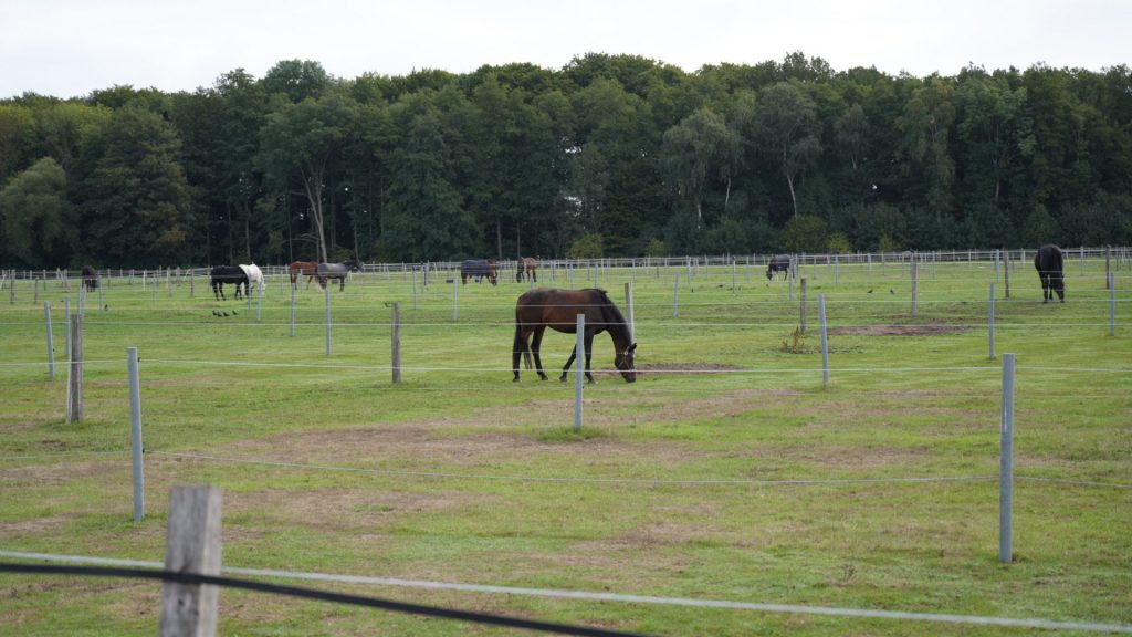 Pferde im Münsterland