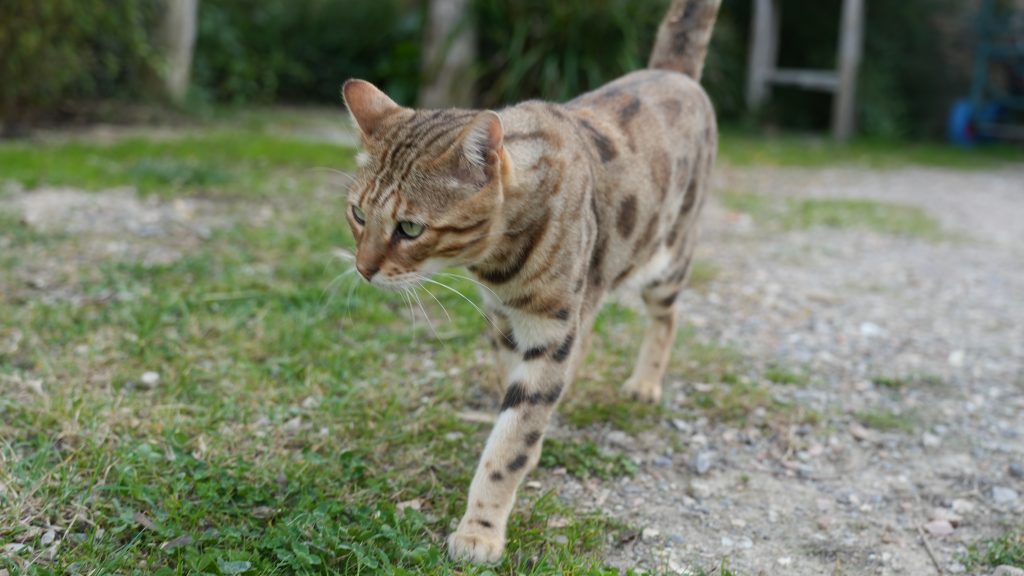 Bengal Katze