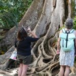 Jardin de Balata große Bäume