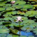 Teich Jardin de Balata