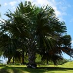 Kunst Habitation Clément