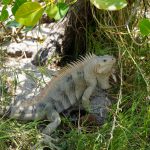 Leguan
