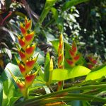 Natur Regenwald
