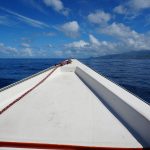 Whale watching Domenica
