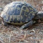 Schildkröte Camp Saranda