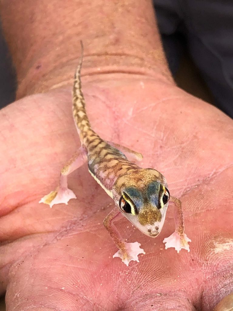 Wüstengecko Swakopmund